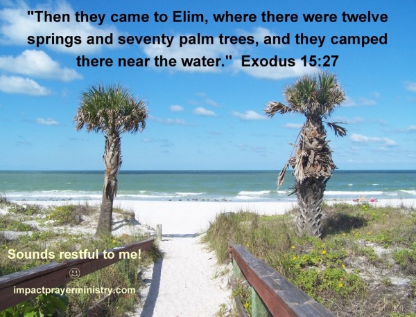 palm trees (1024x783)